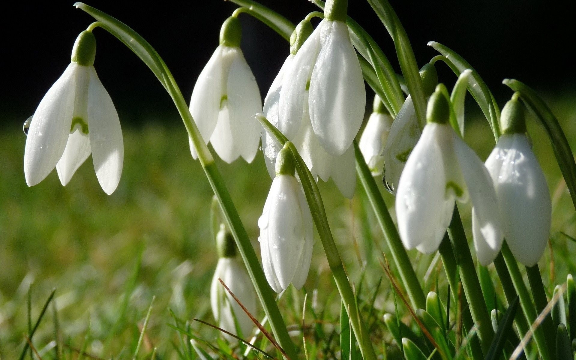 gras fällt tau blumen frühling schneeglöckchen