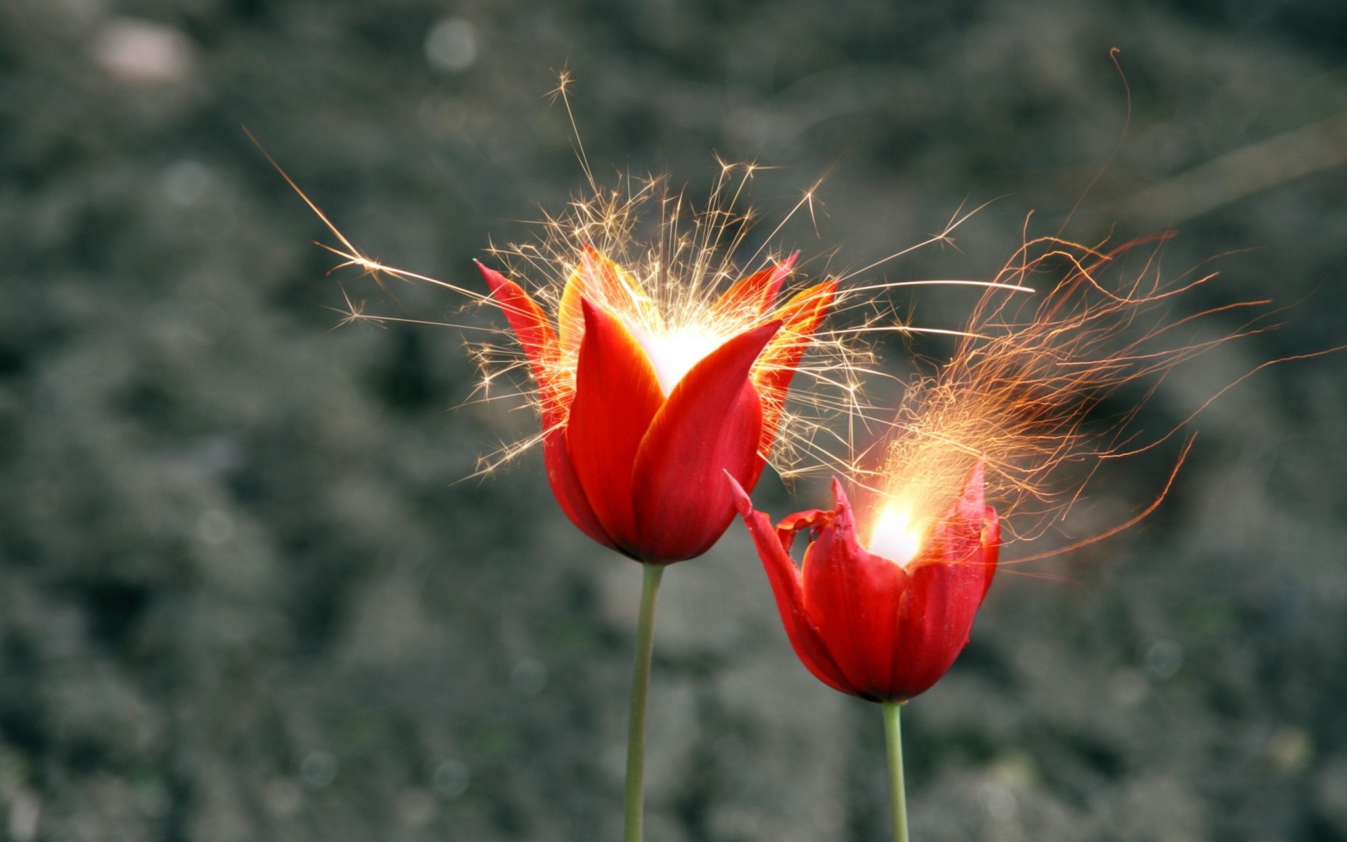 naturaleza flores chispas