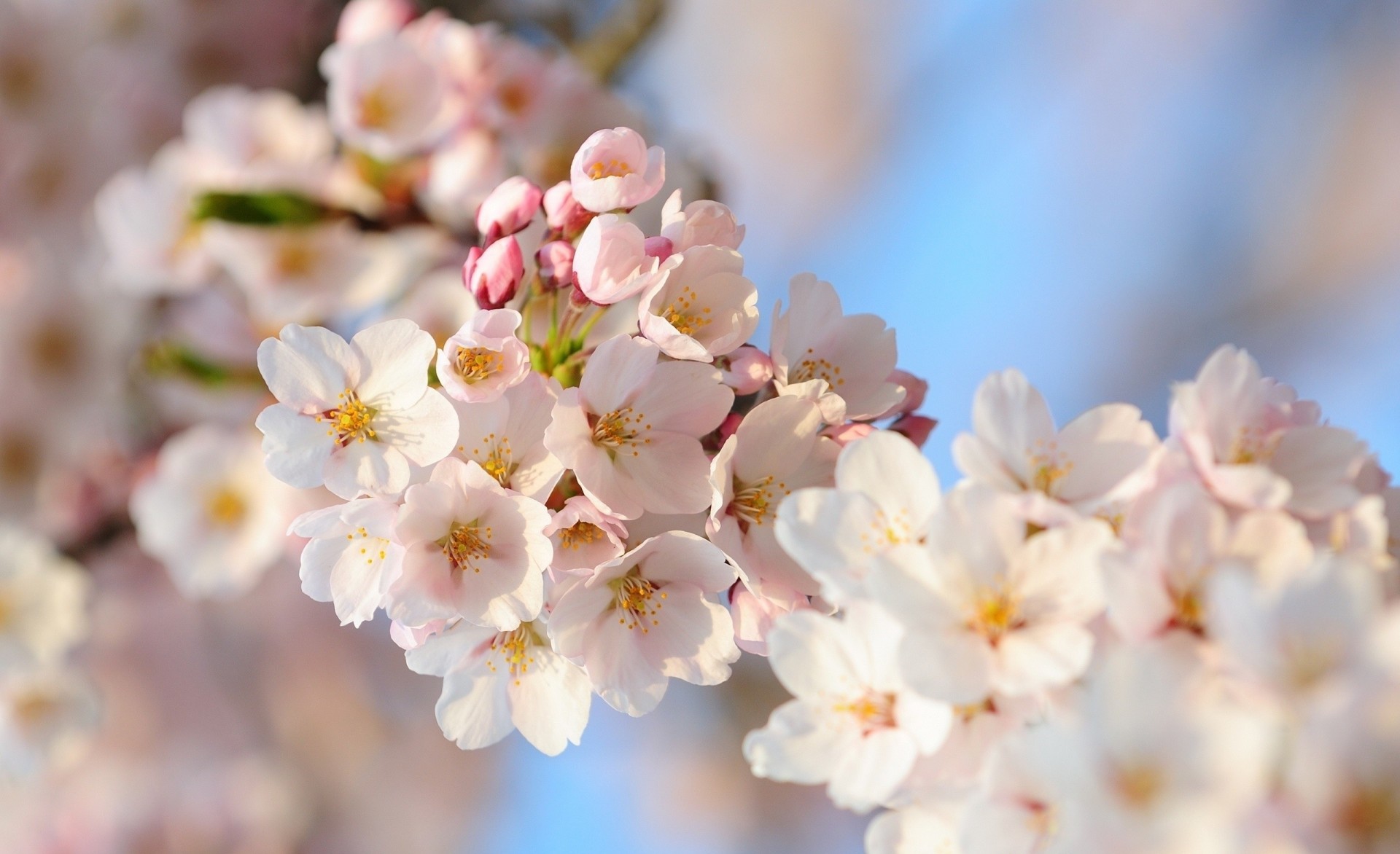 kwiaty zdjęcie sakura gałąź makro wiosna