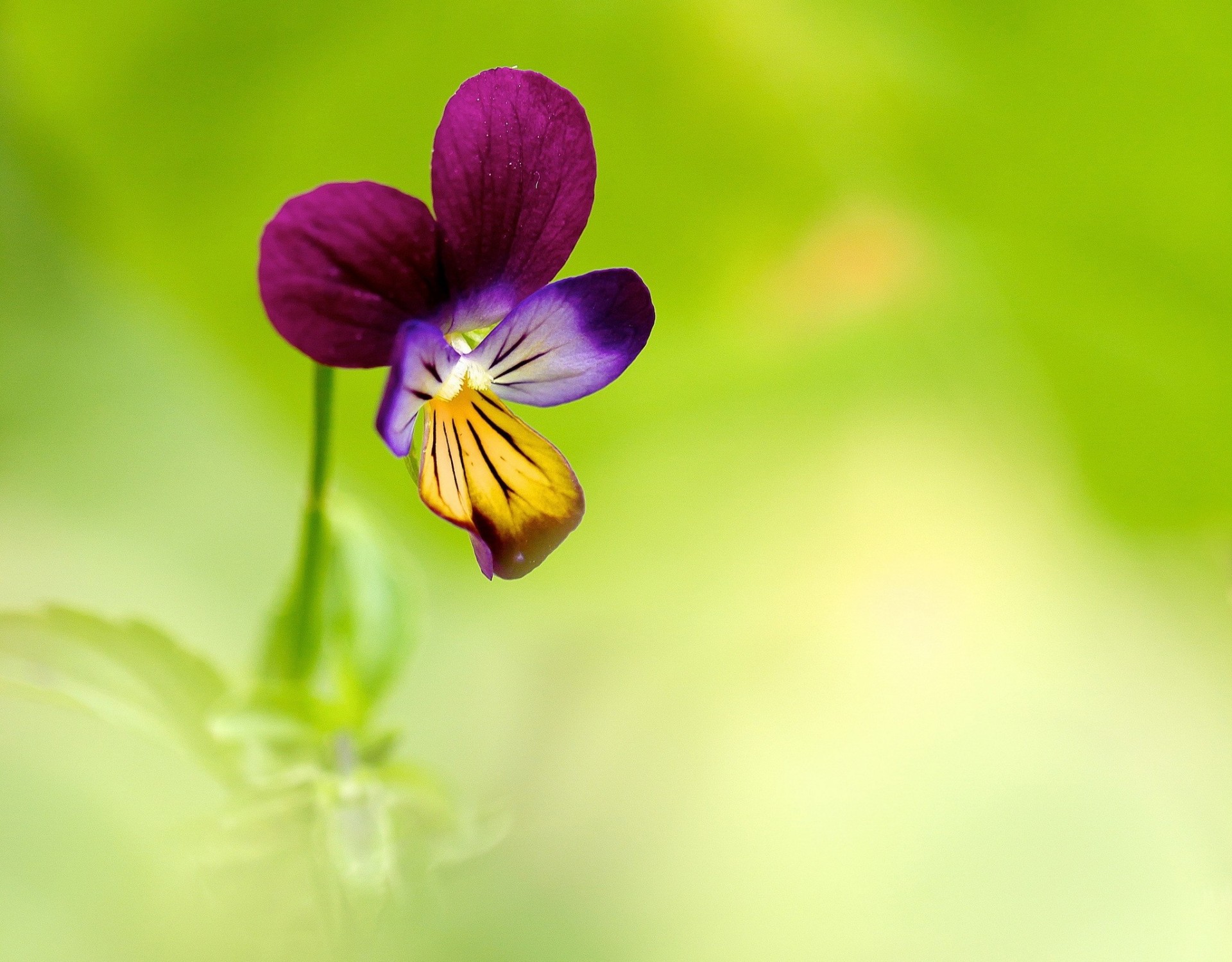 pansy flower background blue