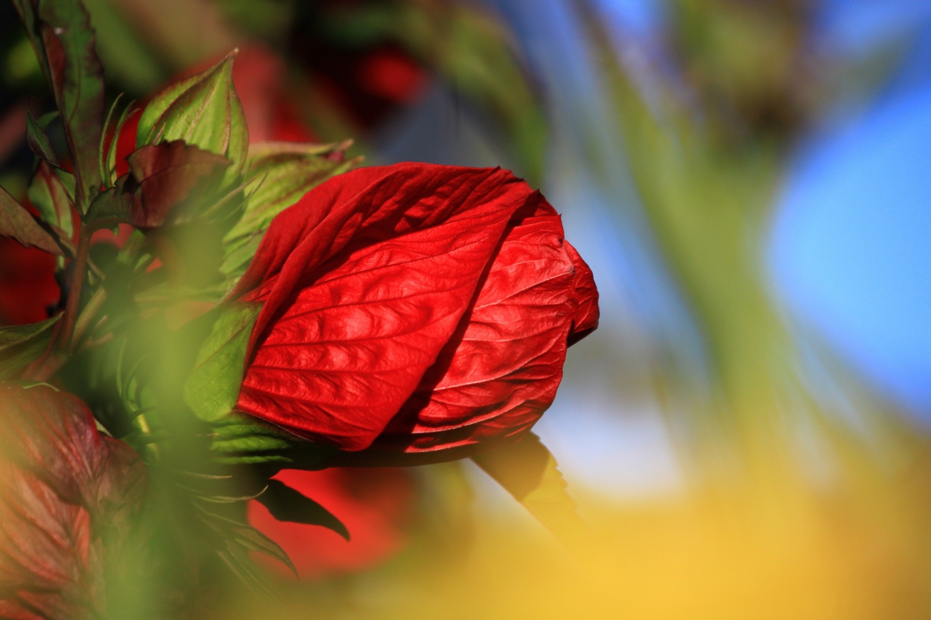 rosa flor rojo macro pétalos brote