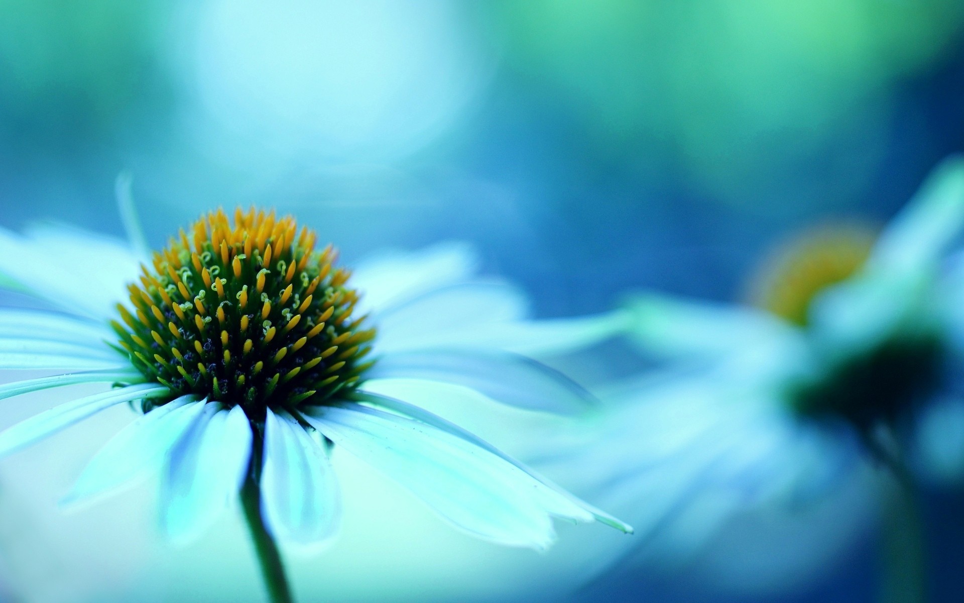 fiore sfondo blu fiori carta da parati macro sfocatura