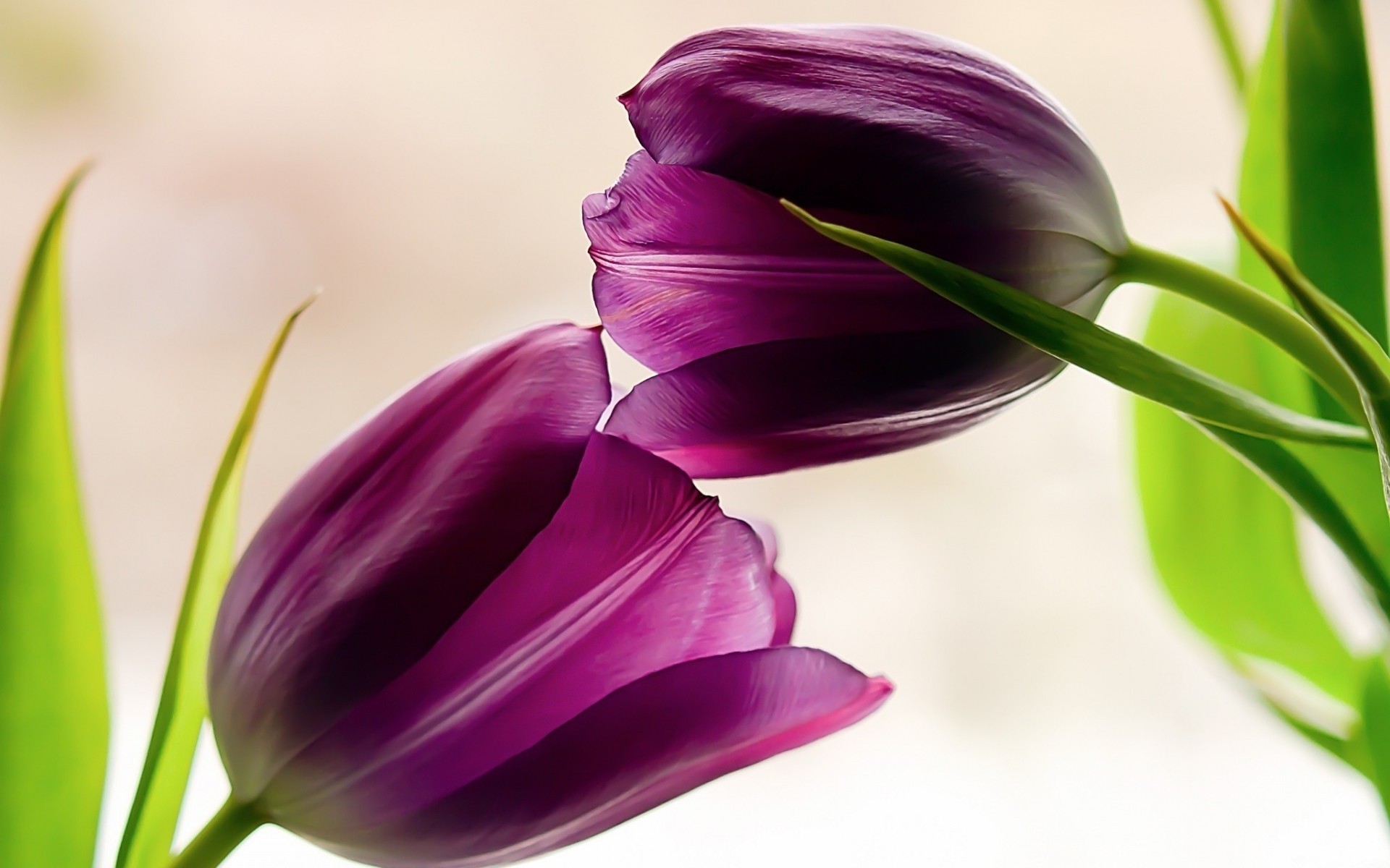 natur blumenstrauß licht tulpen makro frühling