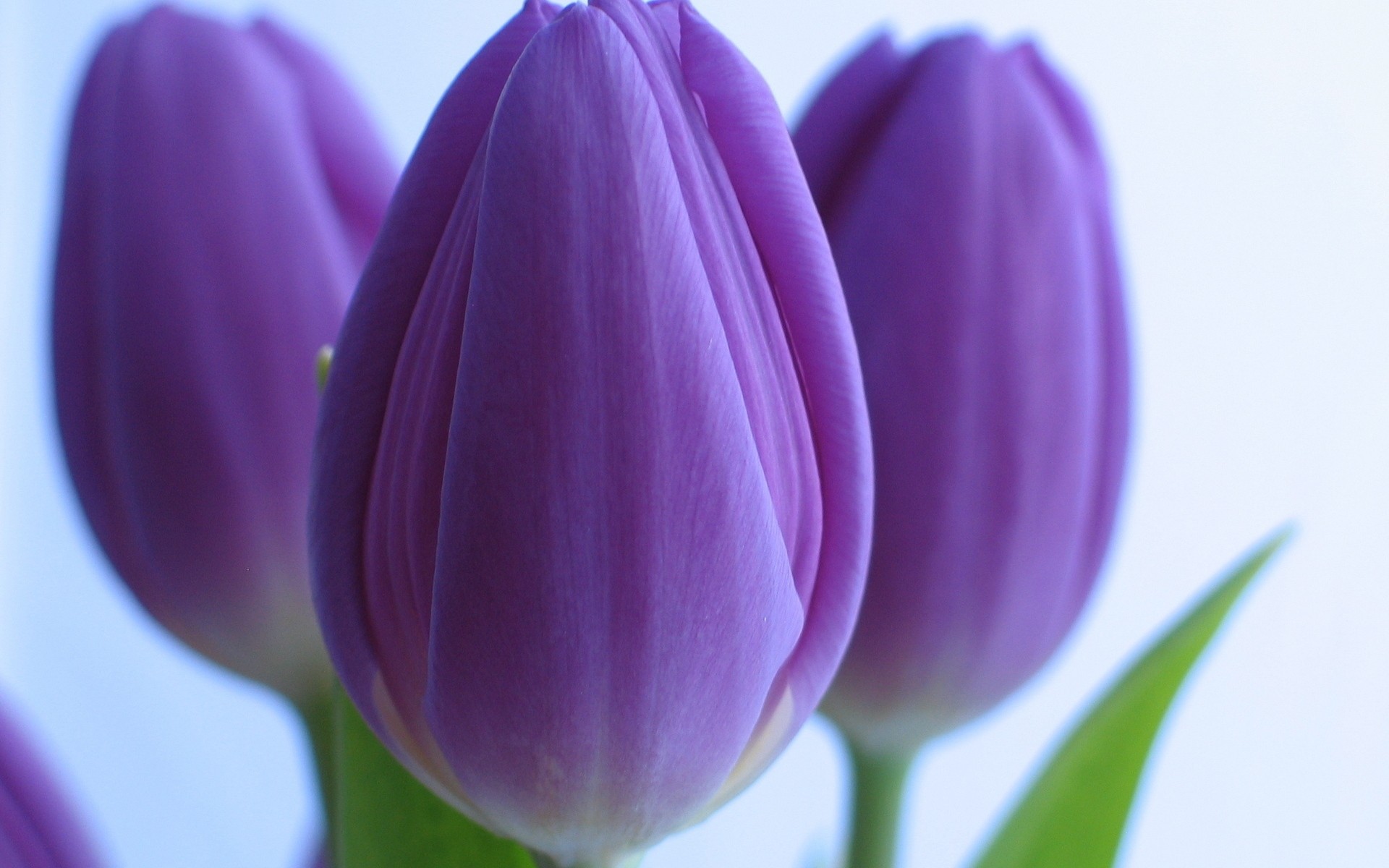 viola sfondo bianco tulipani