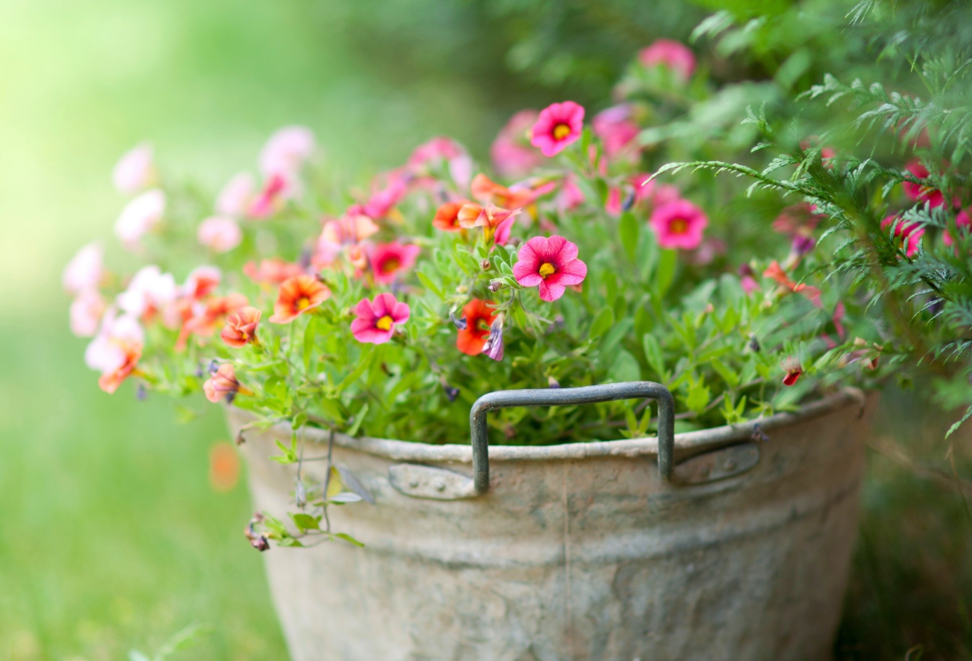 tenerezza secchio fiori verde