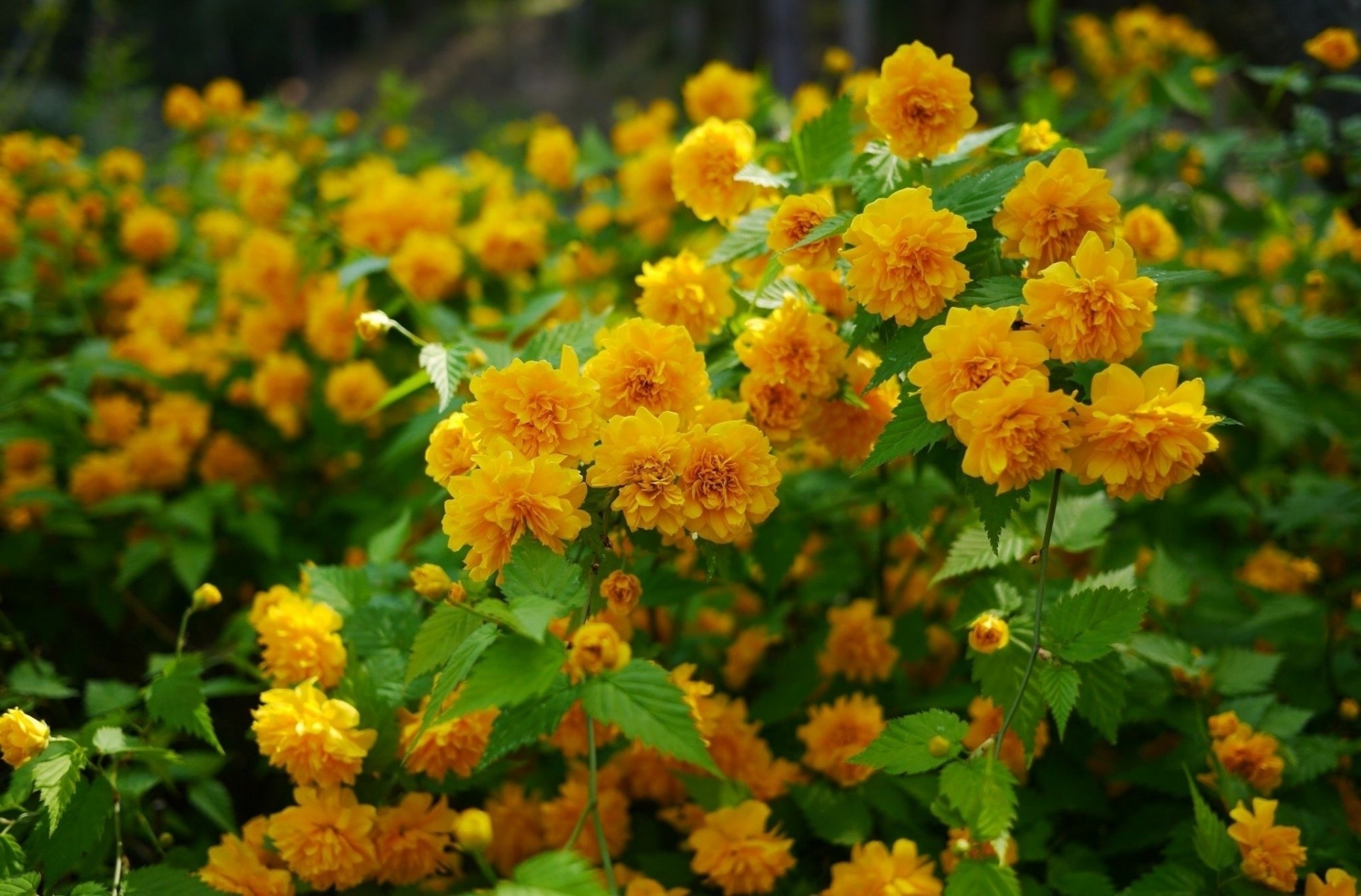 schön tokio blumen natur