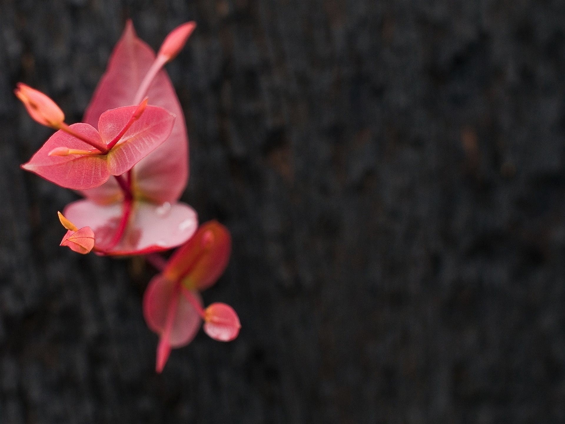 orchid tree