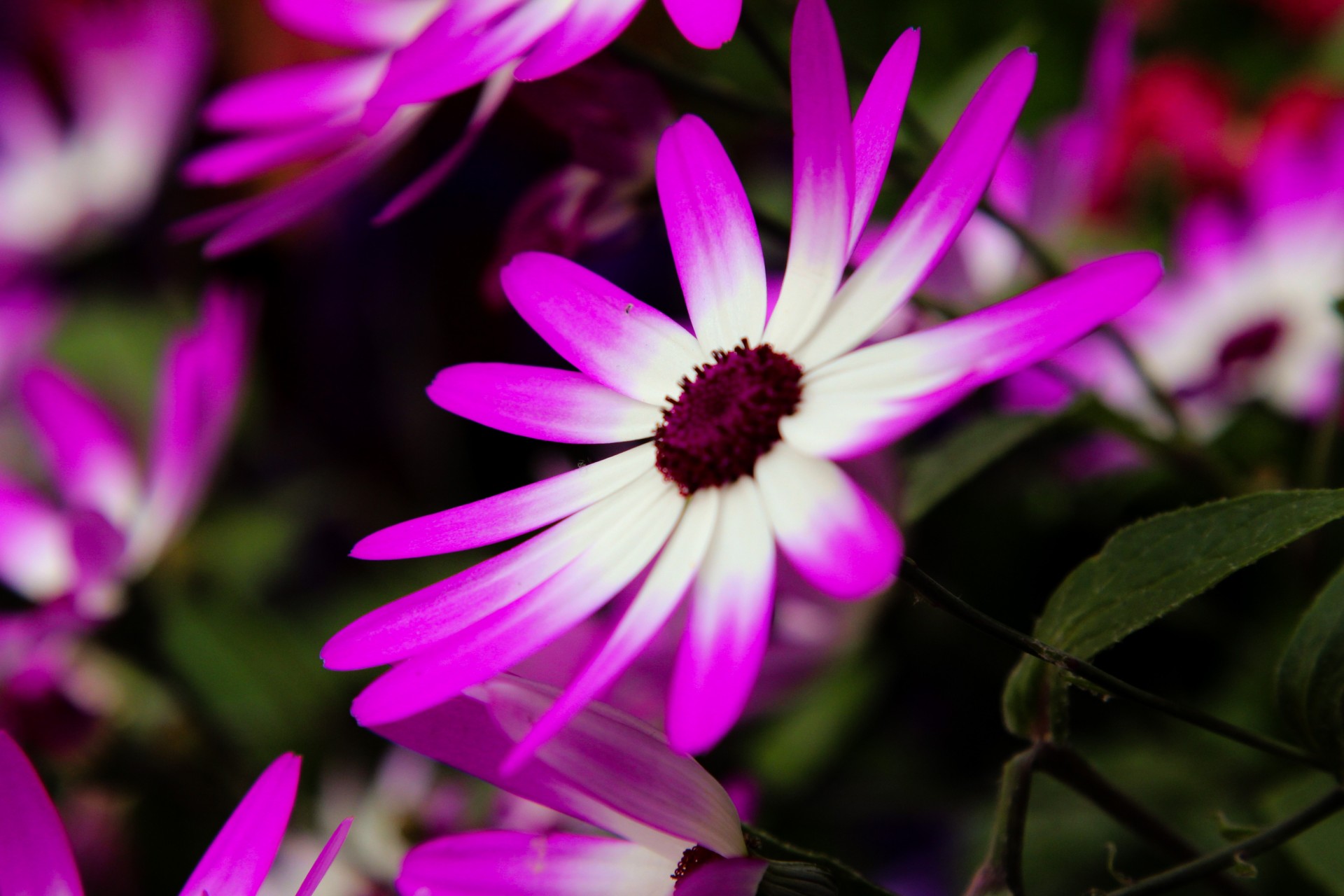 hell blumen cineraria