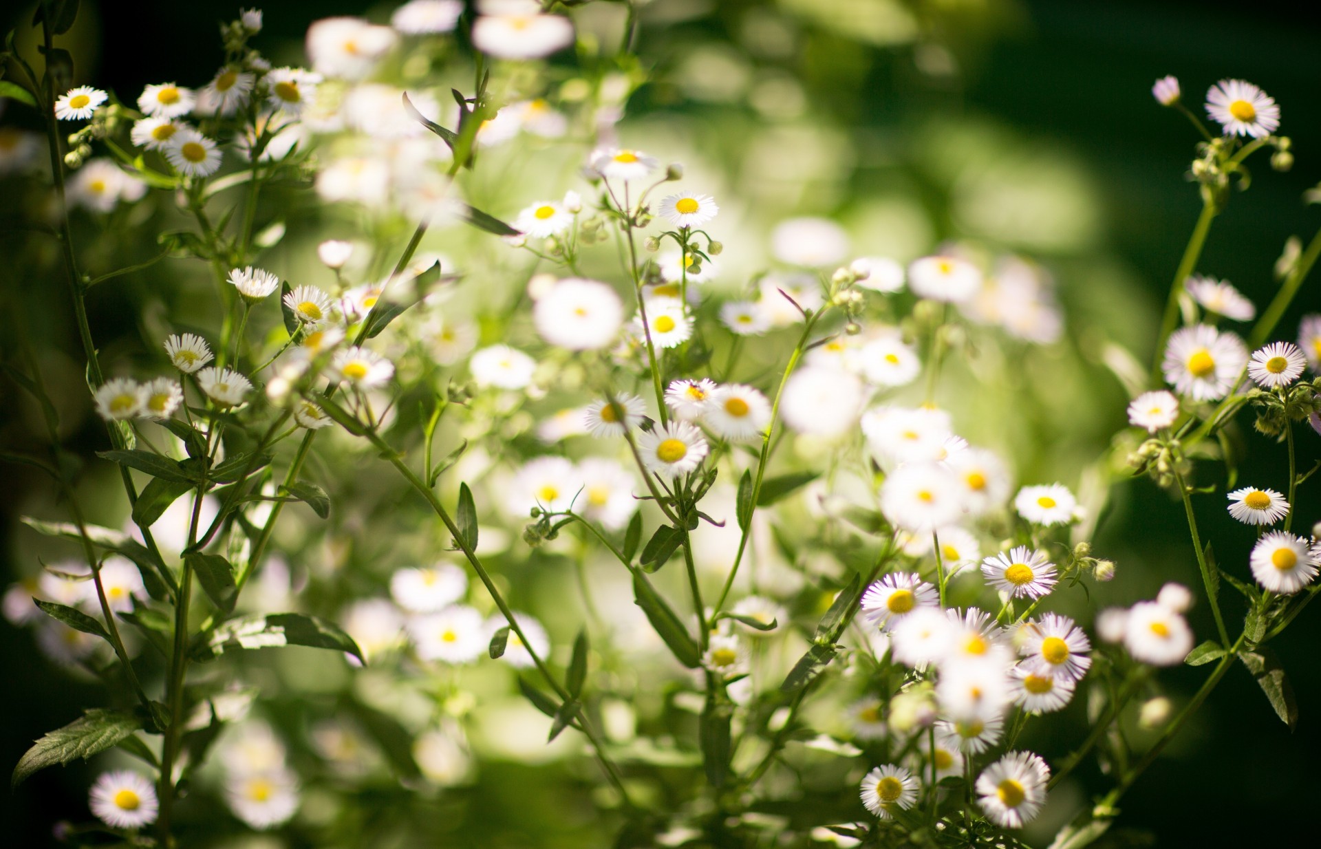 natura stokrotki lato kwiaty makro zdjęcie piękny