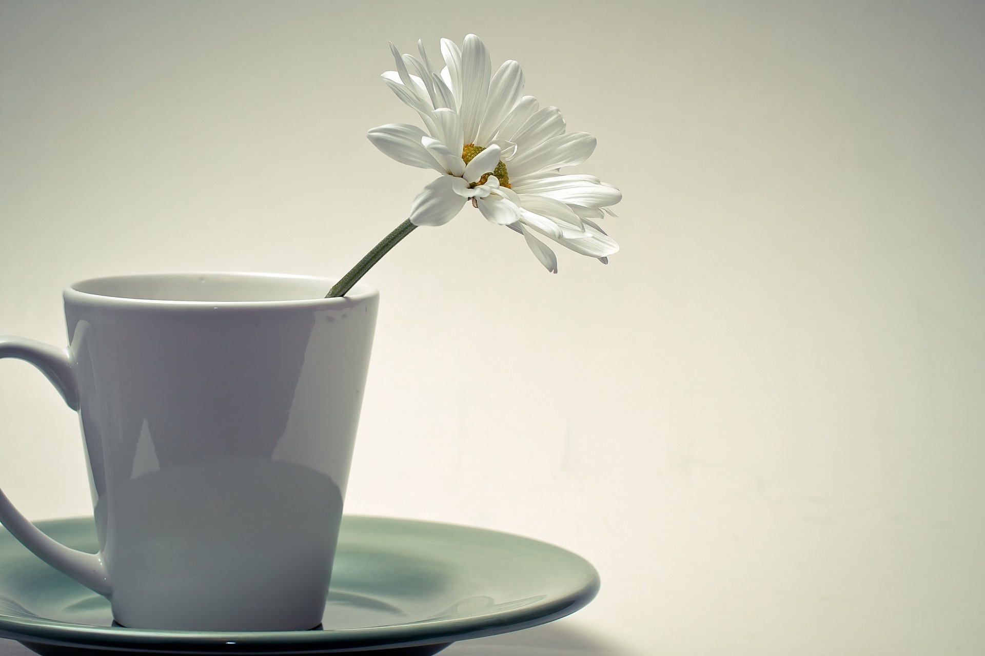 tasse blume