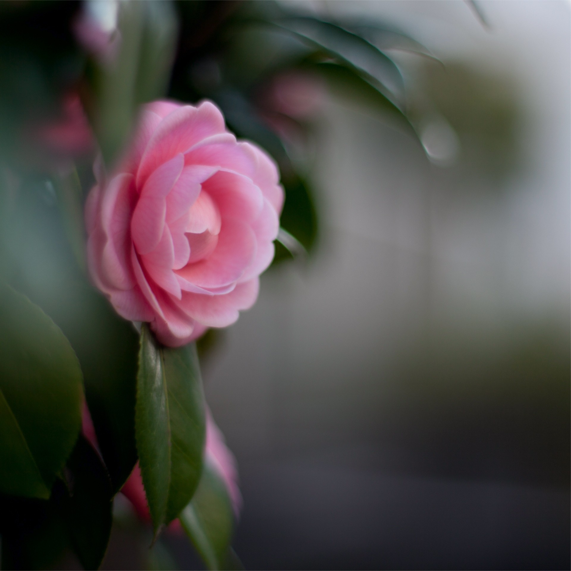 feuille fleur gros plan rose camélia pétales