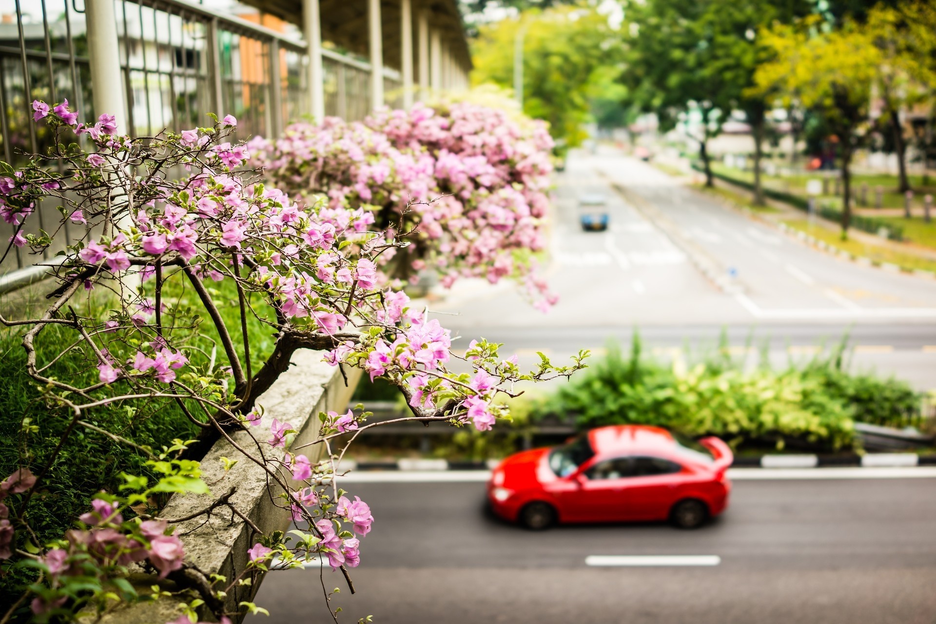 singapur flor paseo primavera coche calle