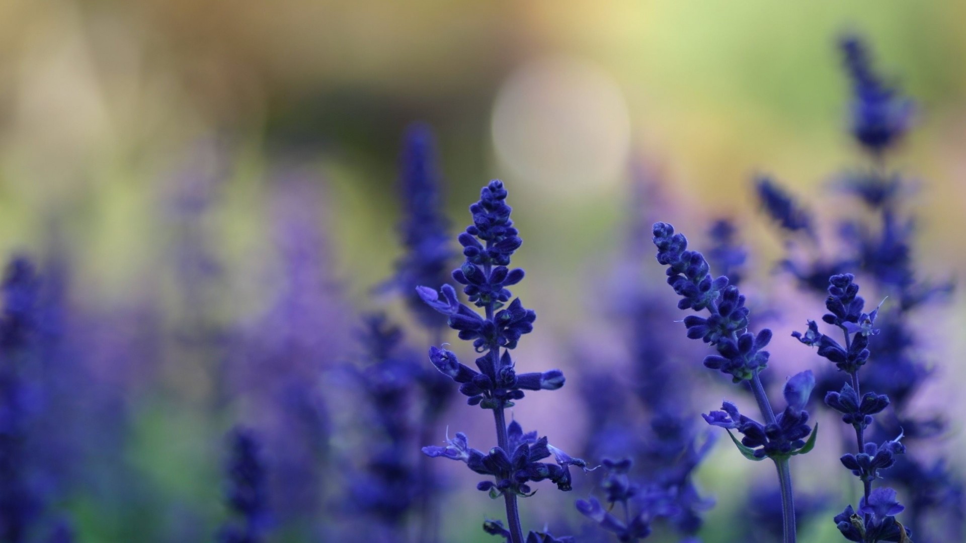 natur hintergrund sommer blumen flieder blau makro