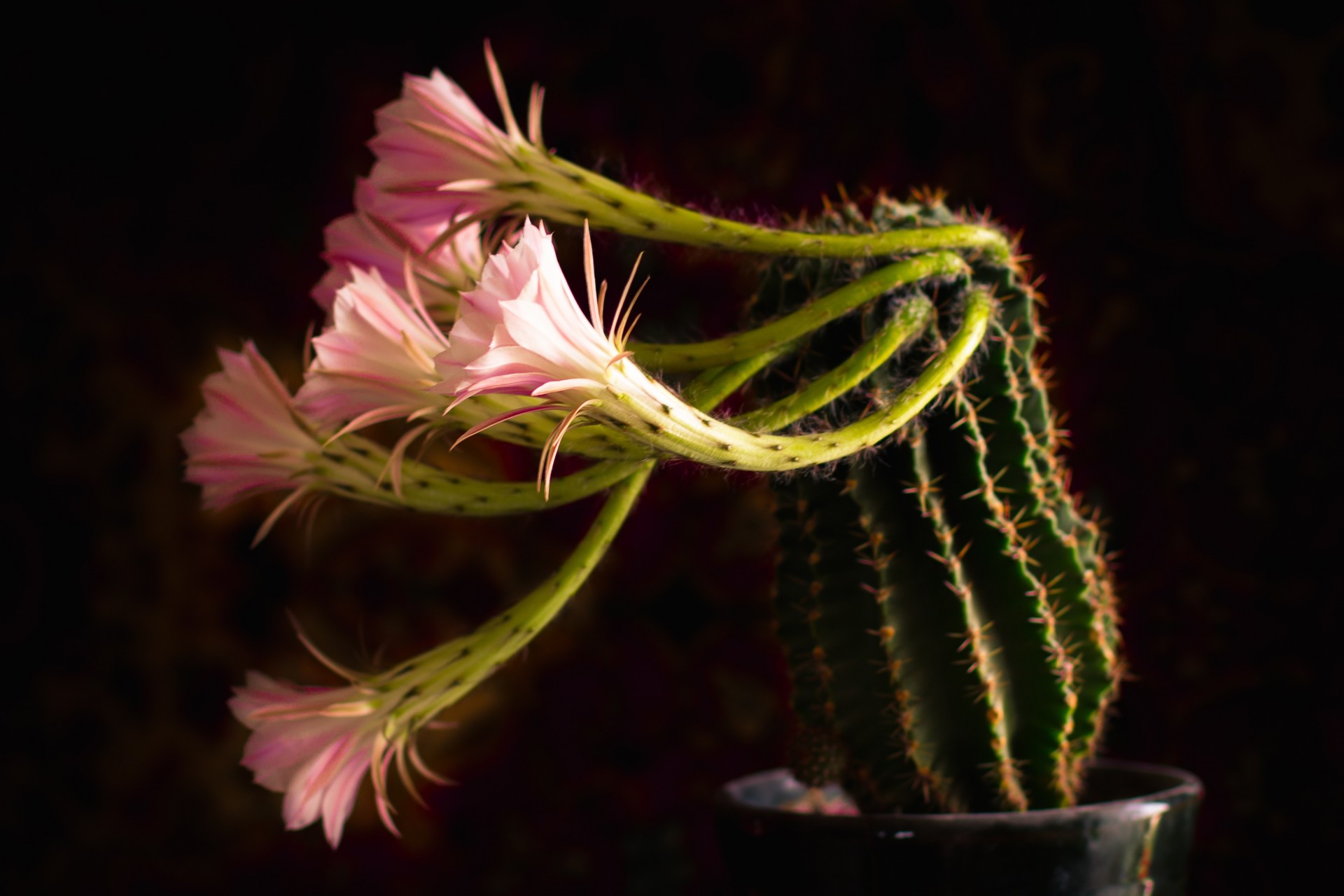 fleur épines pot de fleurs fleurs plante cactus