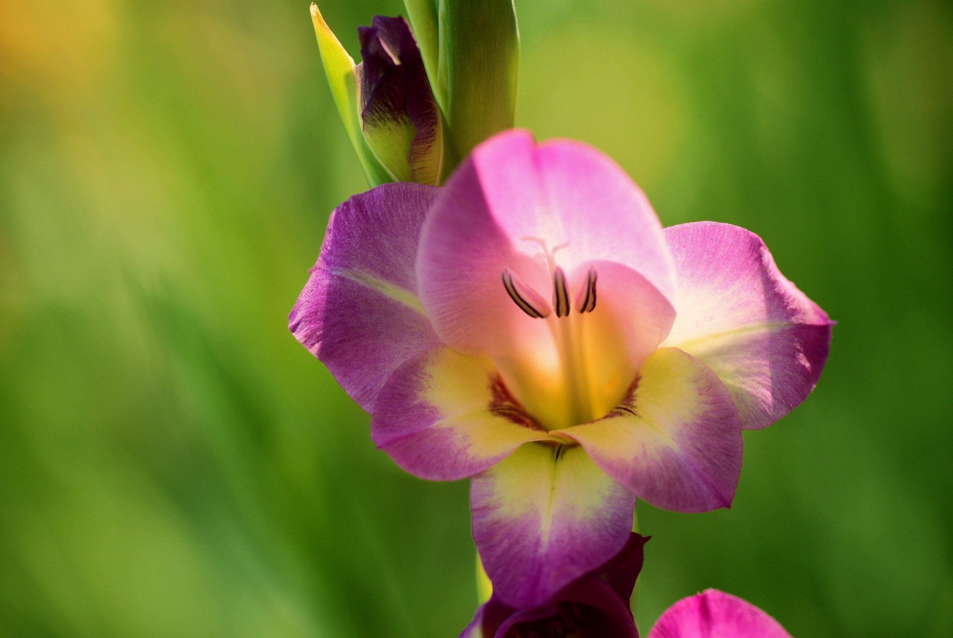 macro gladiolo fiore lilla