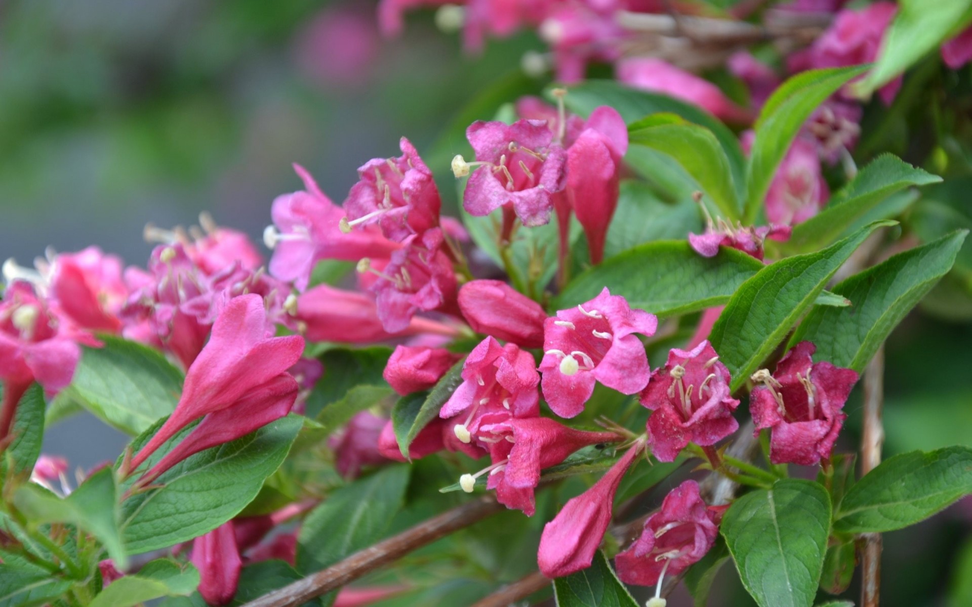 weiche blumen rosa