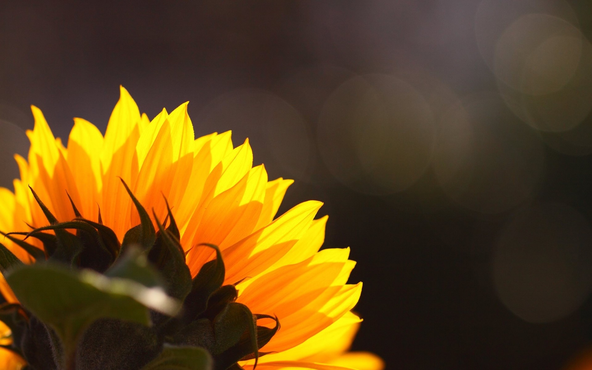 flower sunflower ass background reflections uniforms hat