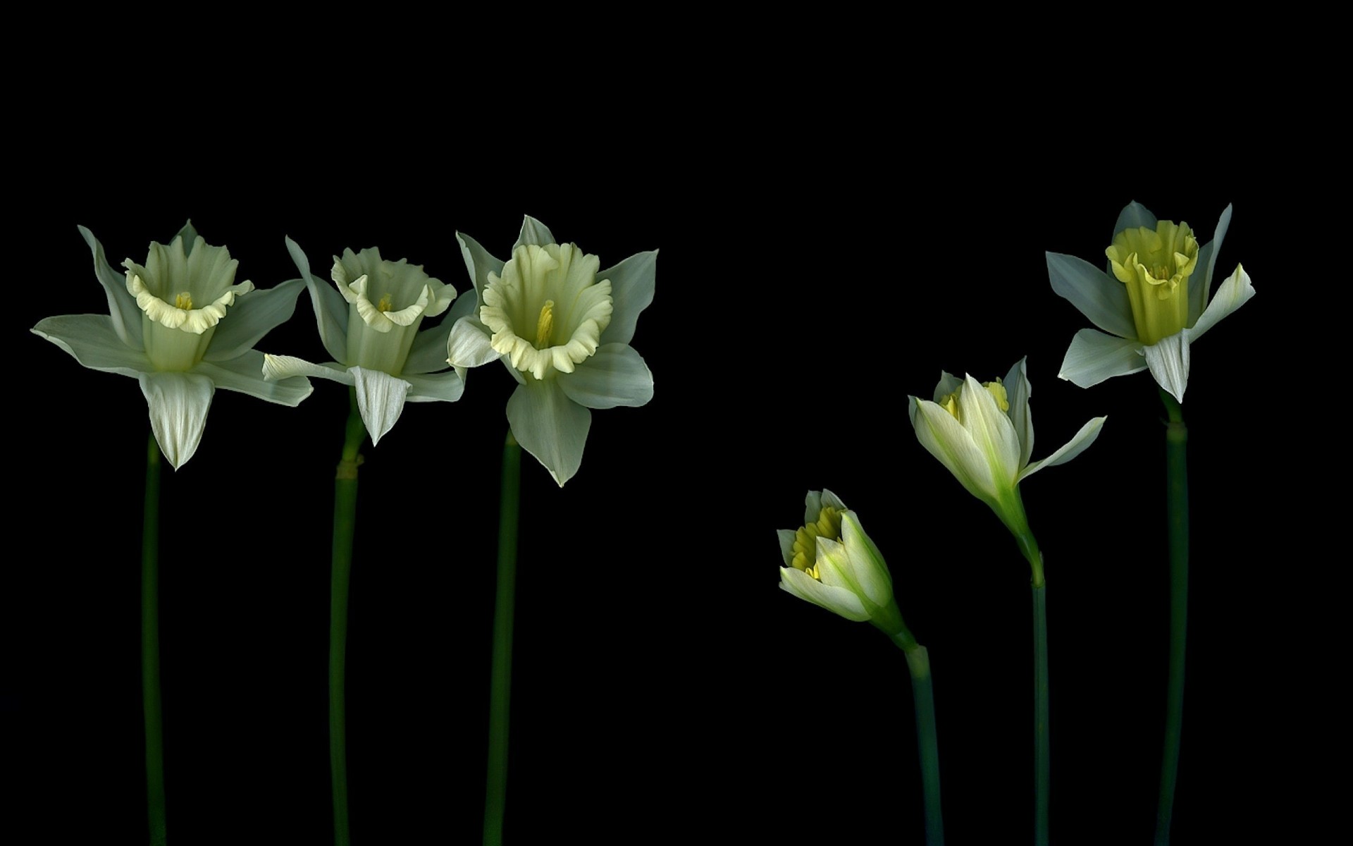 tre sfondo luce gambo ombra petali