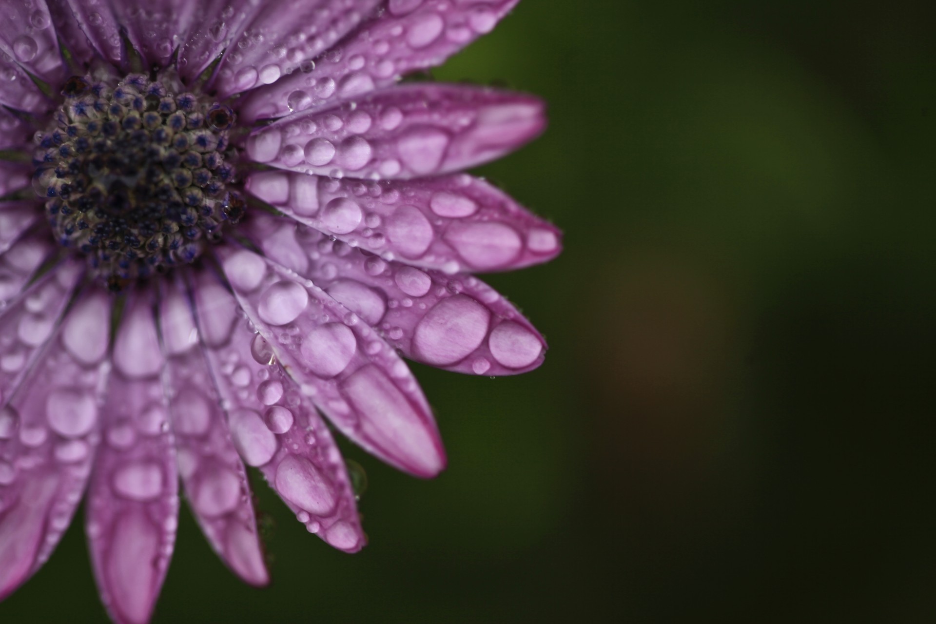 gemme rugiada viola fiore