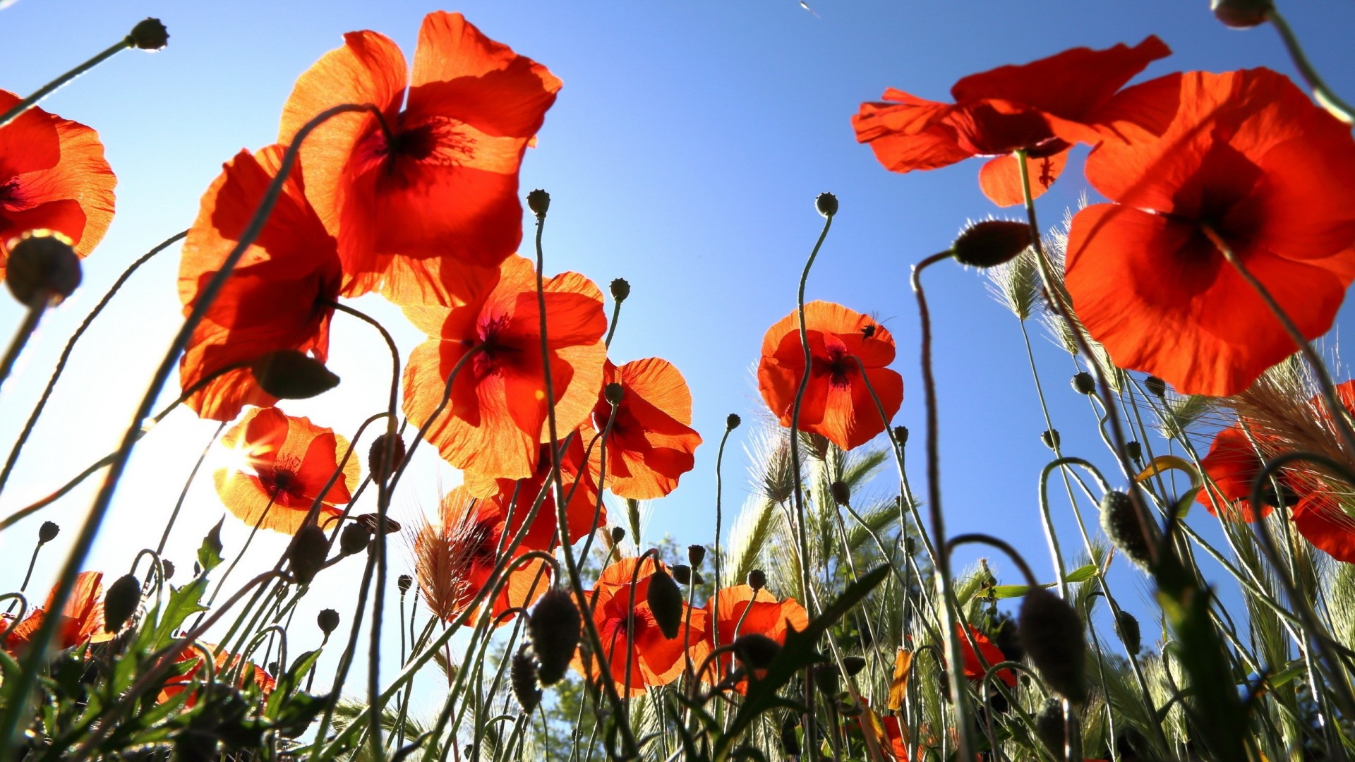 mohn sommer blumen