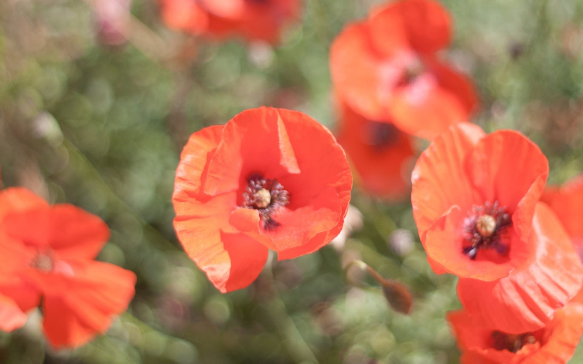 petals blur flowers red summer blur bright summer