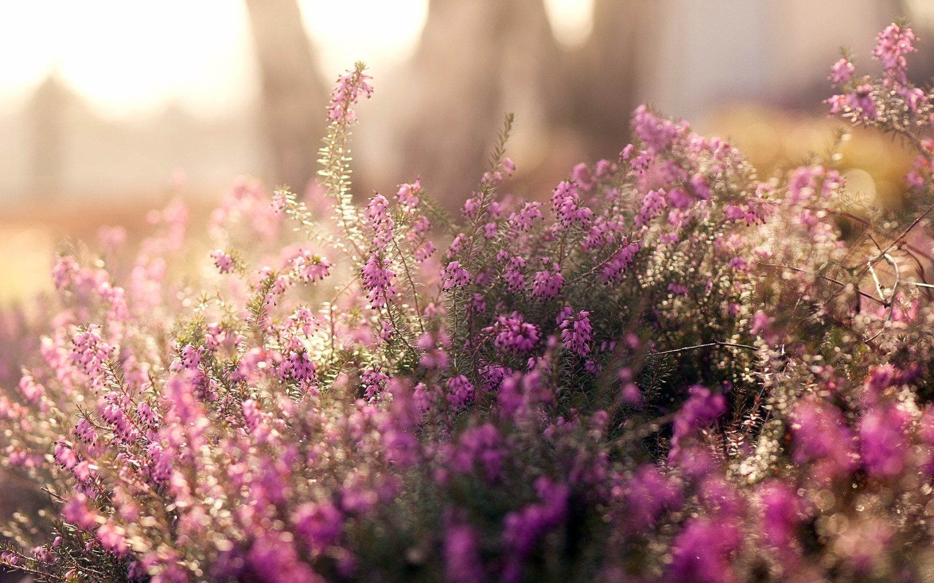 close up the field summer people flower