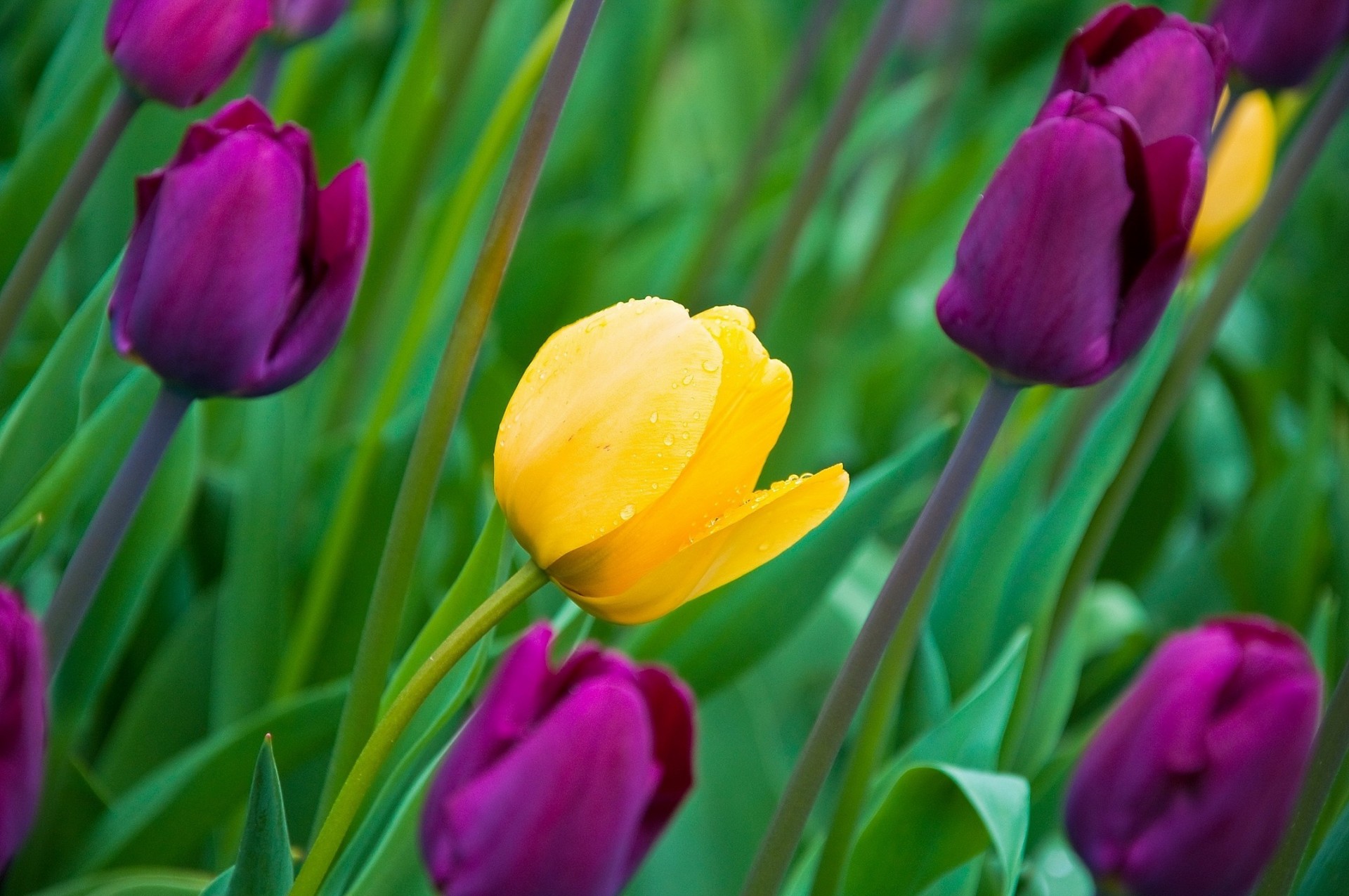 heet flower tulips buds spring petal