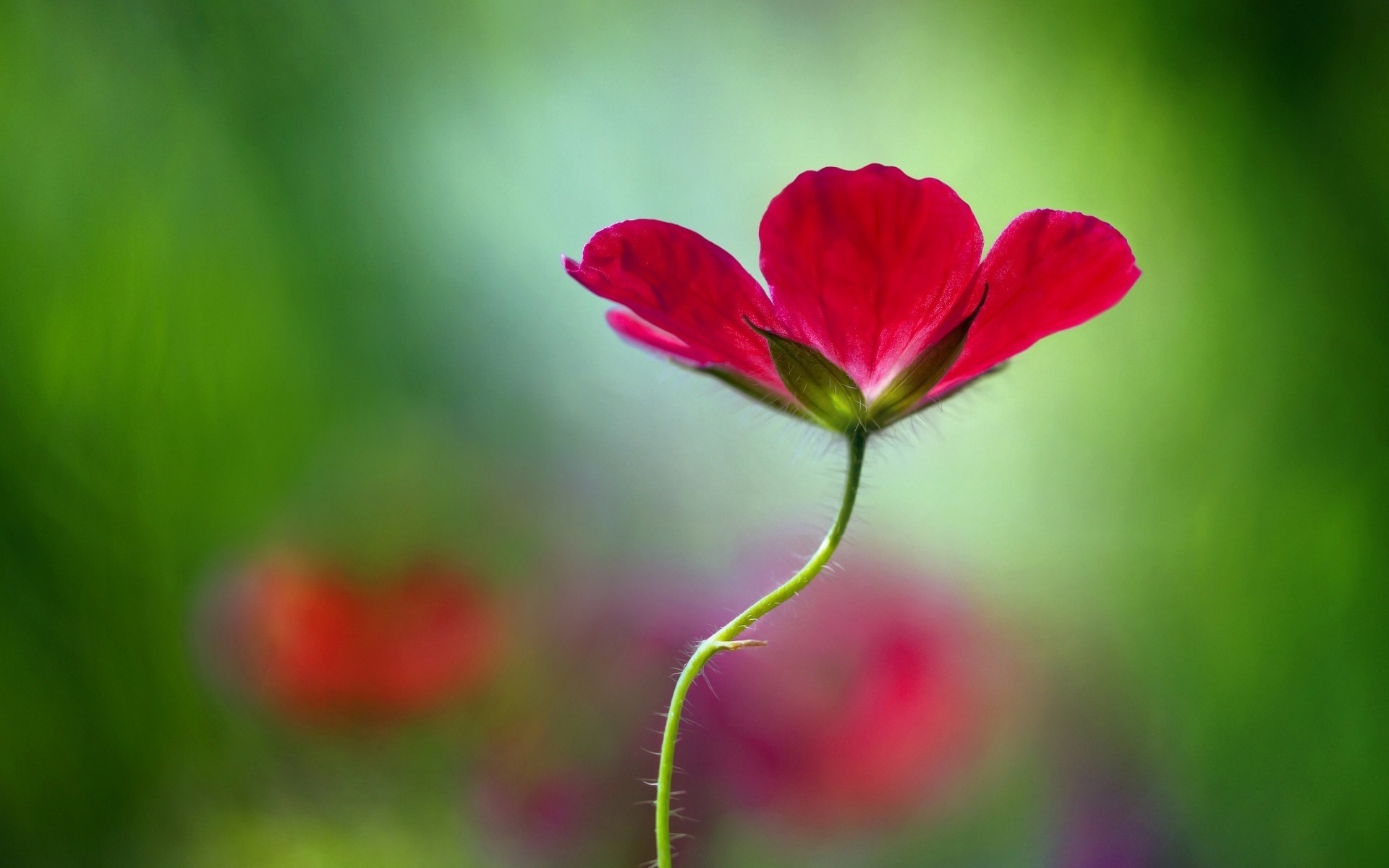 fiore forma sfondo fiori carta da parati rosa sfocatura