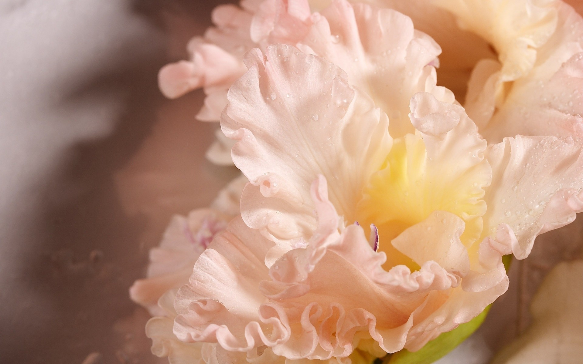 flower falls gladiolus close up pink rose