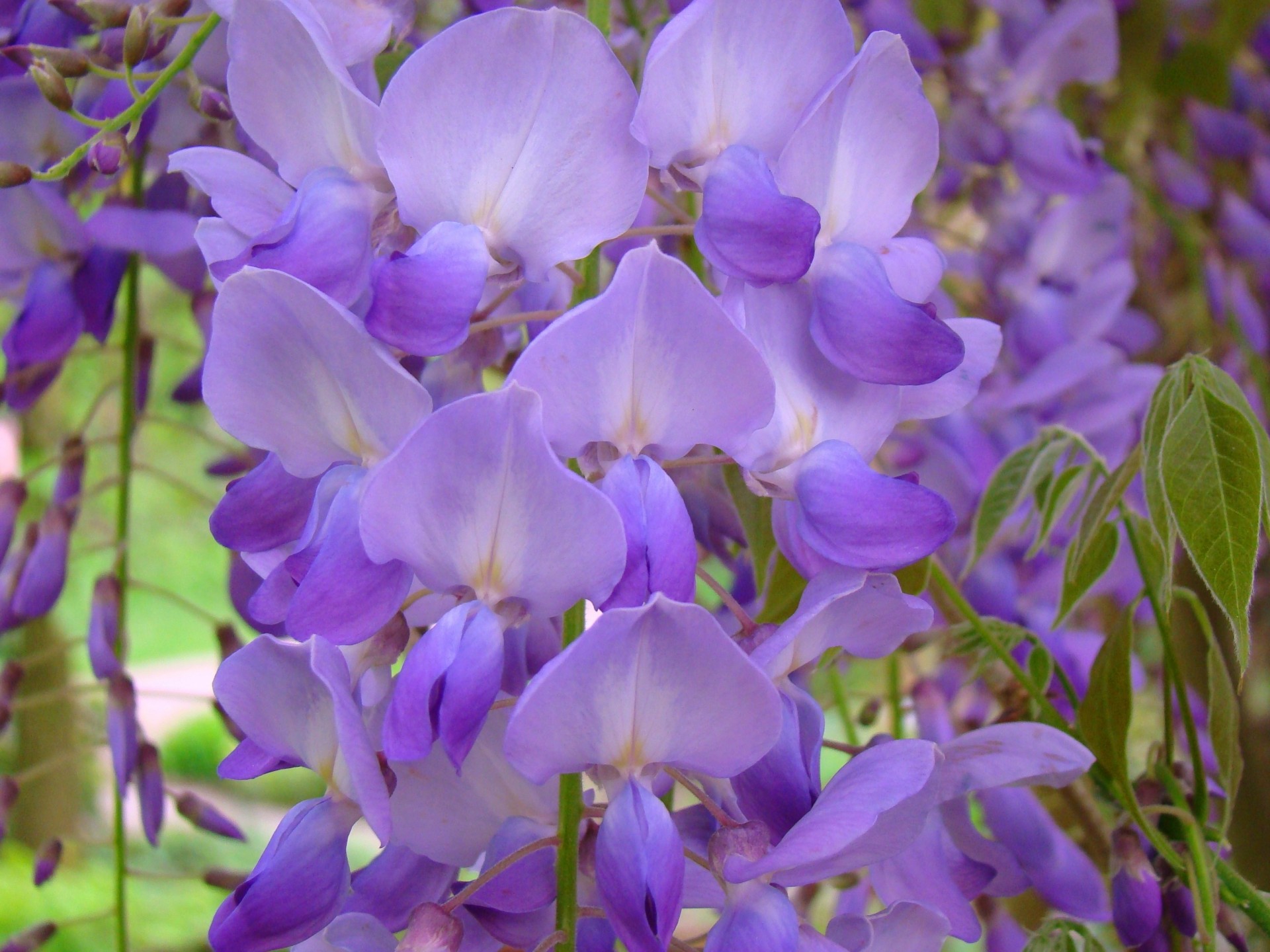 verdure améthyste fleurs café lilas brosse violet glycine gros plan printemps