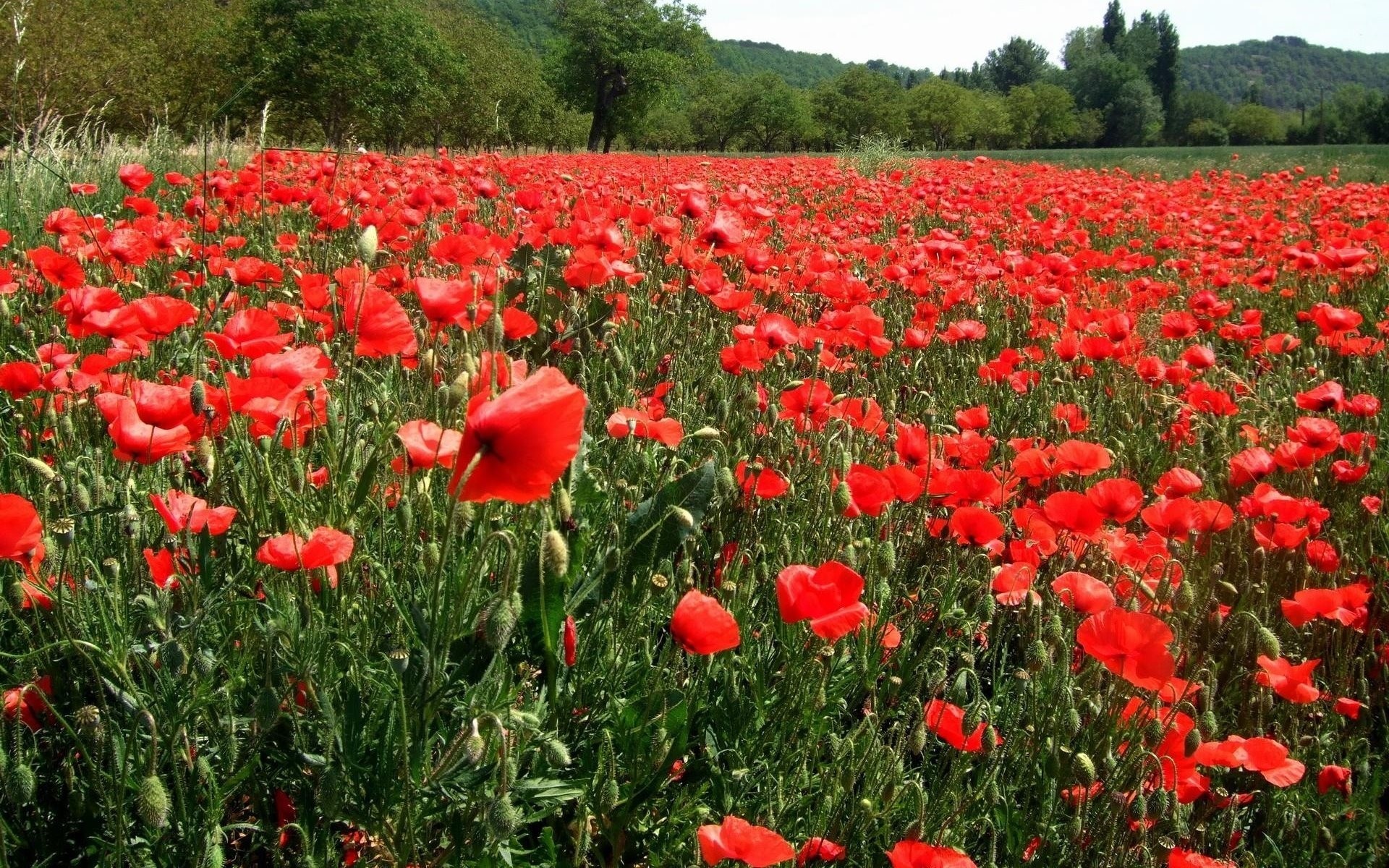 champ coquelicots forêt fleurs nature