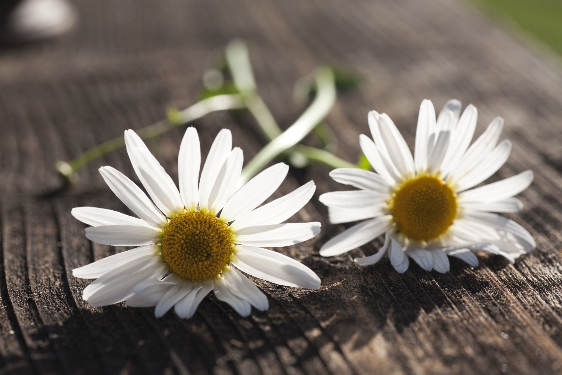 fleurs camomille marguerites fond papier peint fleur blanc