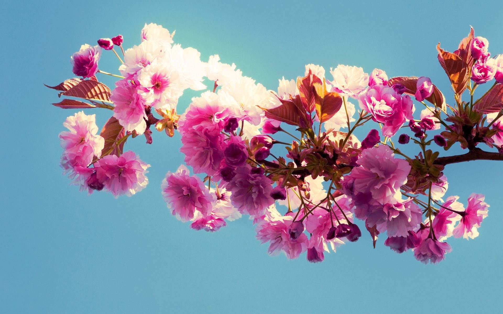 himmel blumen frühling zweig blüte