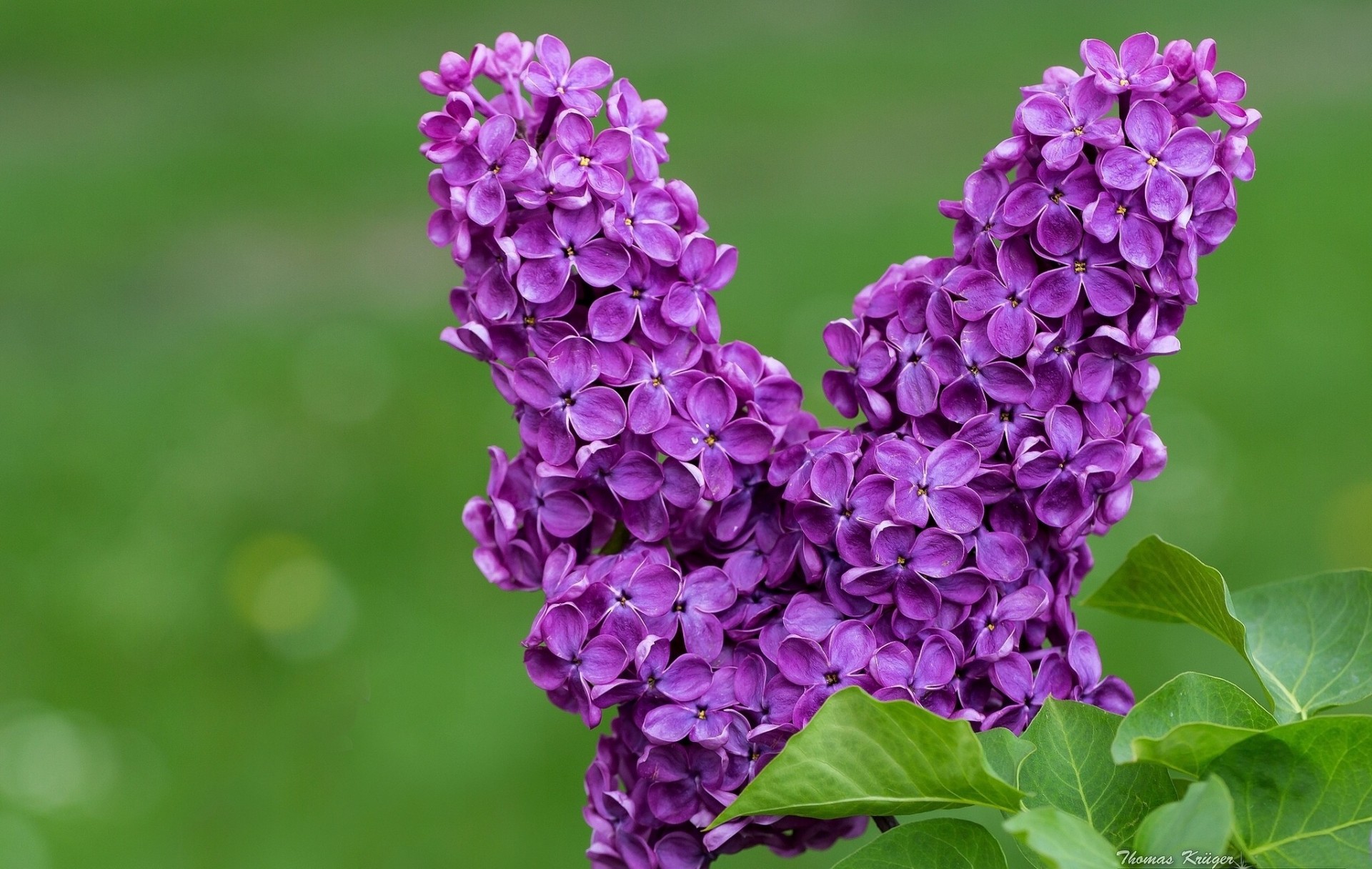 lilac close up bud