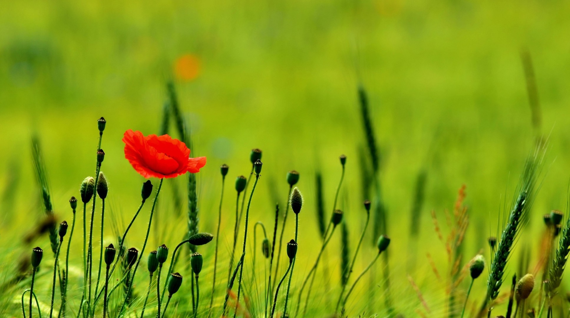 the field poppies green nature