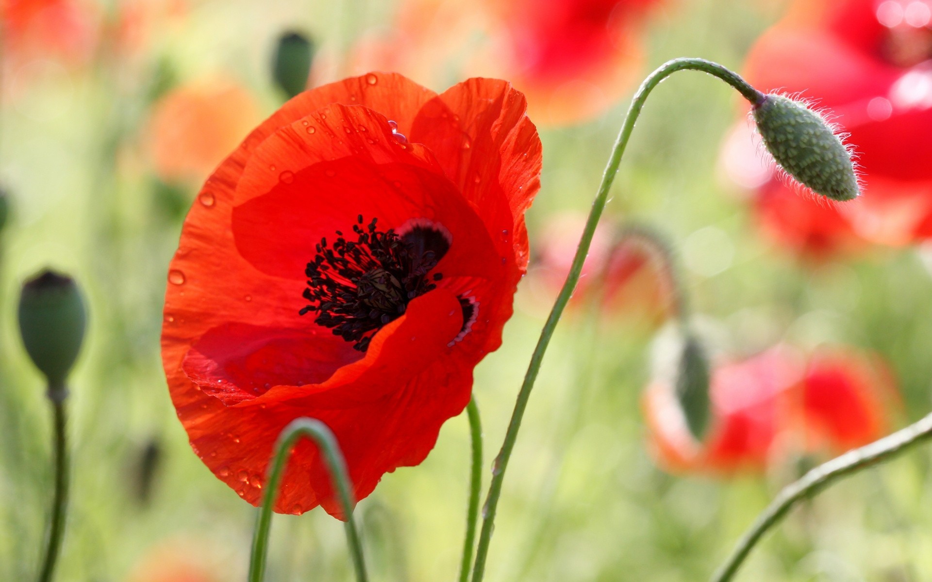 fleur gouttes été coquelicot lumineux macro