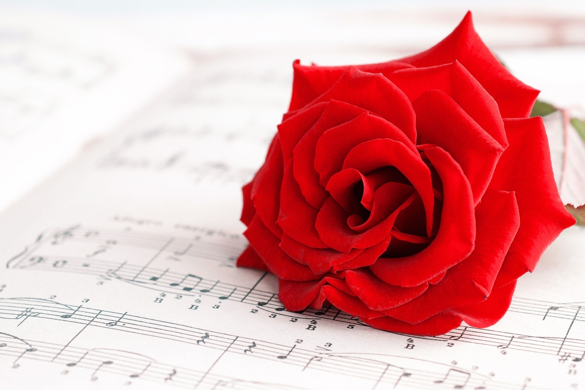 music rose flower