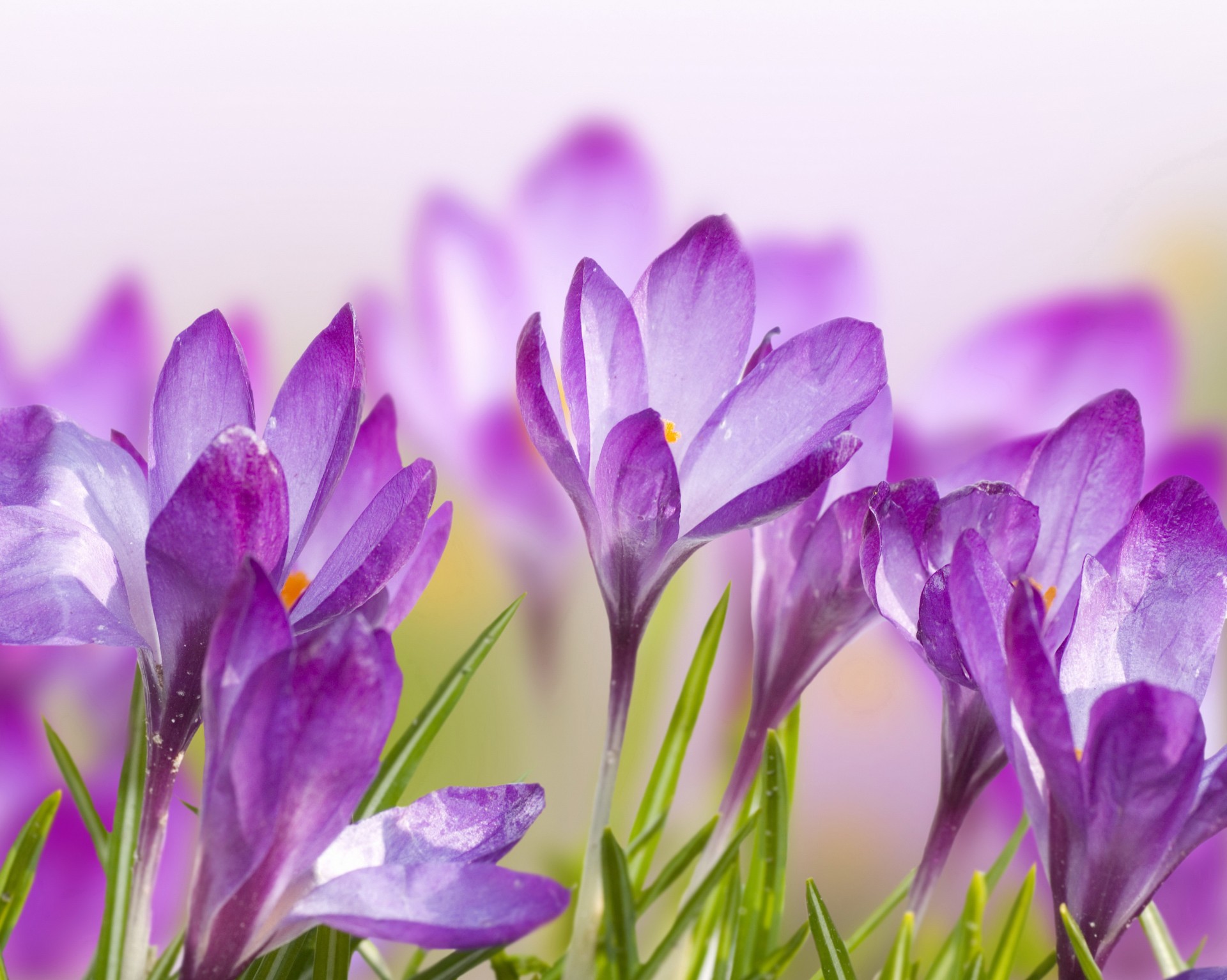 purple flower petal