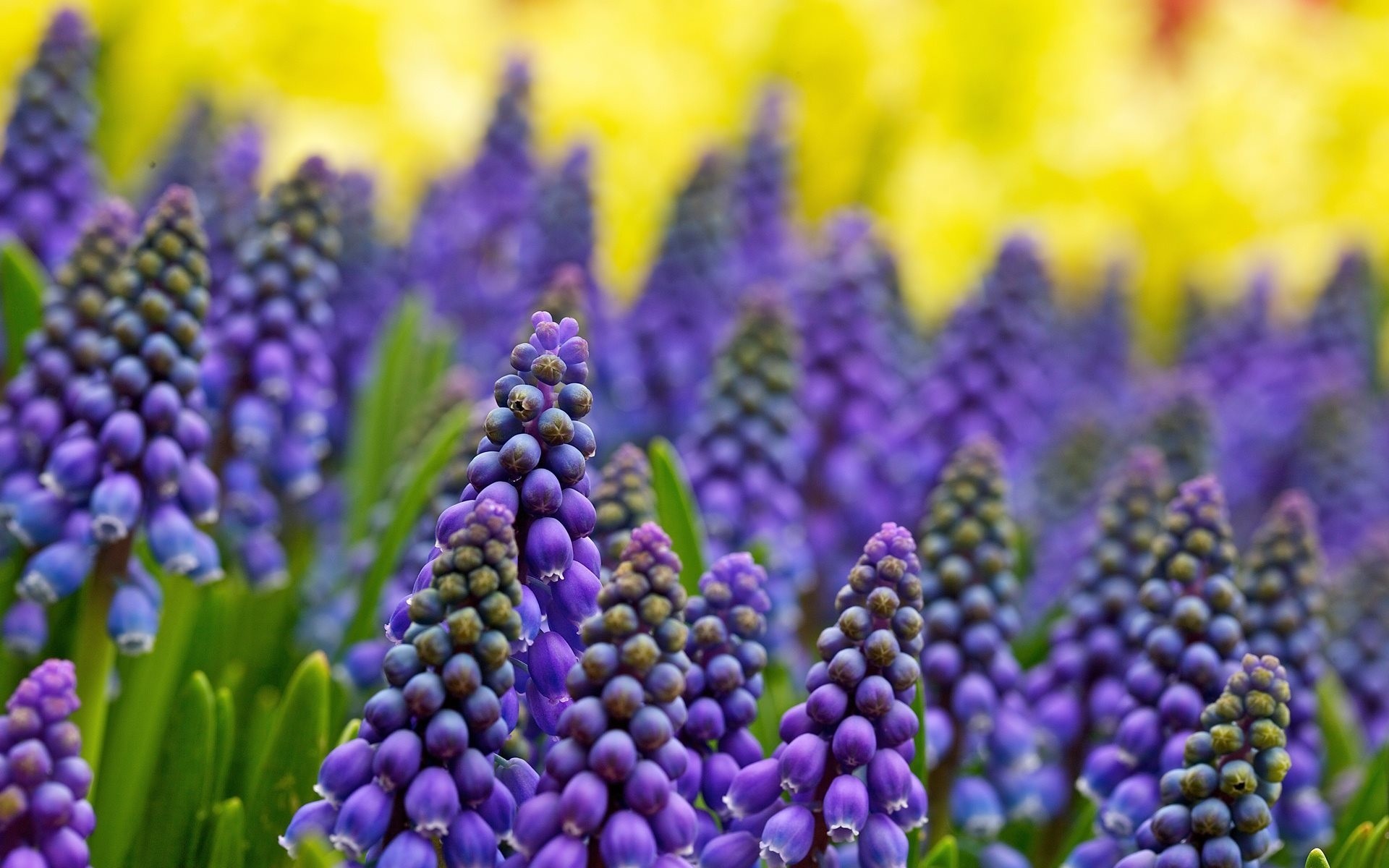 romarin fleurs muscari