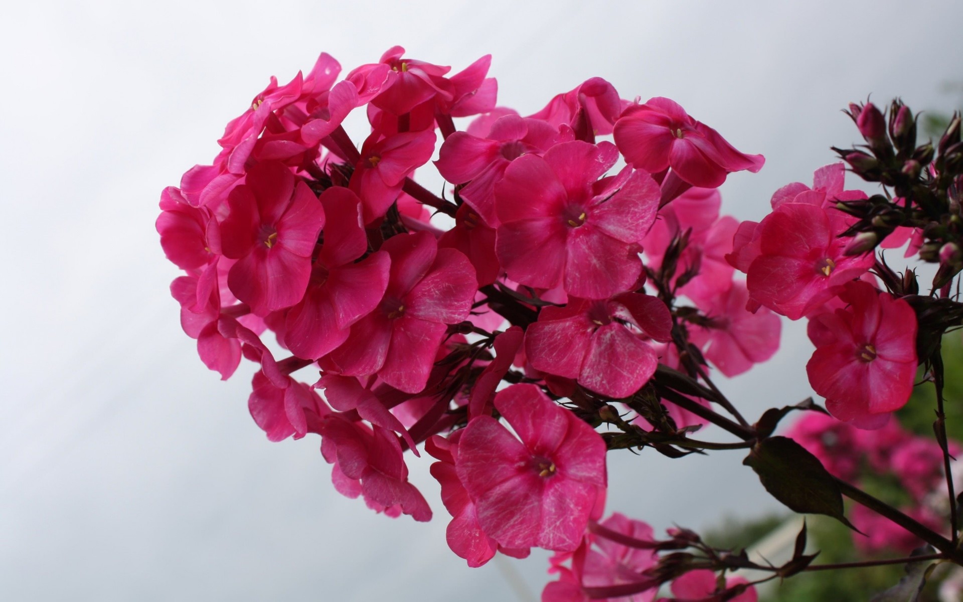 ciel fleurs pétales