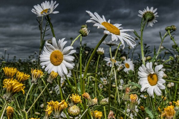 Campo de margaritas en flor y dientes de León