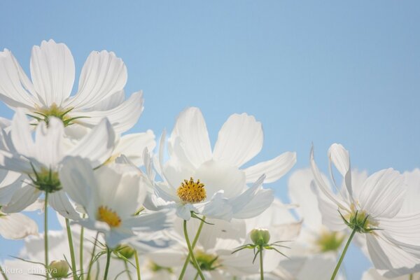 Fiore sullo sfondo del cielo blu