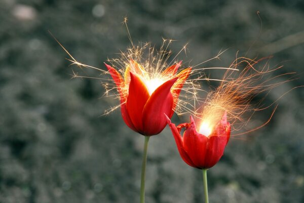 Flores campana en la naturaleza con chispas