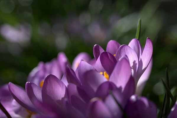 Fotografia makro szafran liliowy