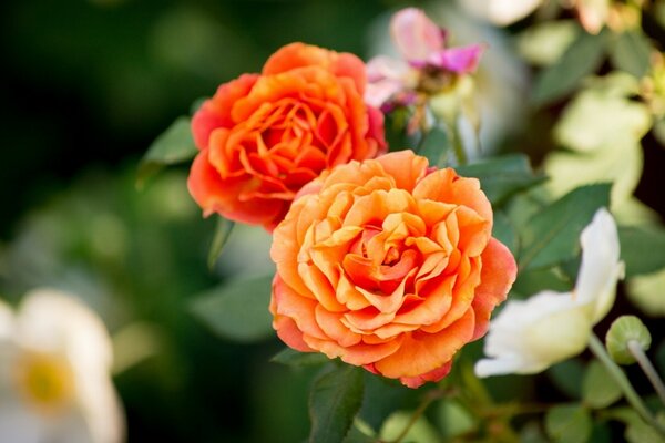 Orangefarbene Rosenknospen inmitten des Grüns