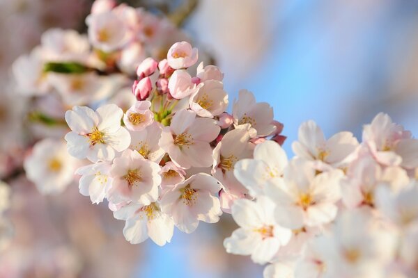 Flores foto Sakura rama en primavera