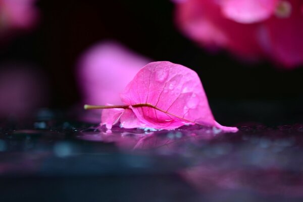 Pink flower on a blurry background