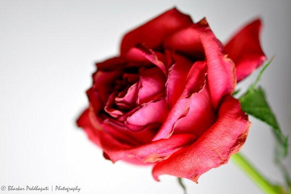 Rose rouge sur fond blanc