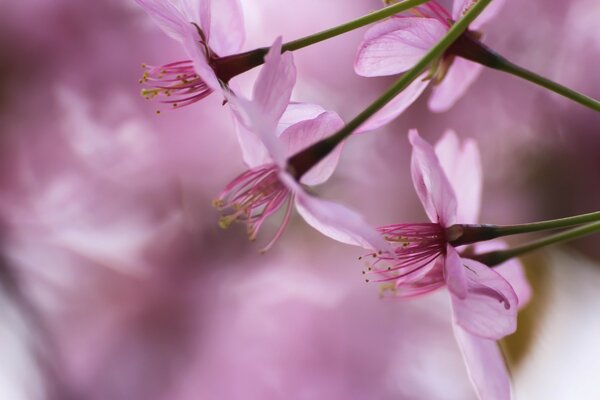 Petites fleurs roses sur fond flou