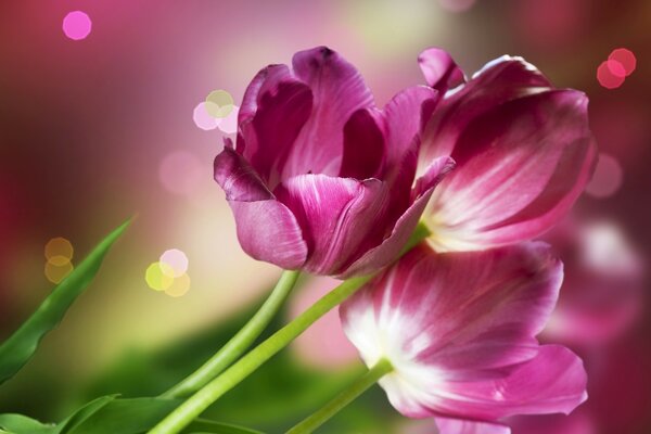 Schöne rosa Tulpenblüten